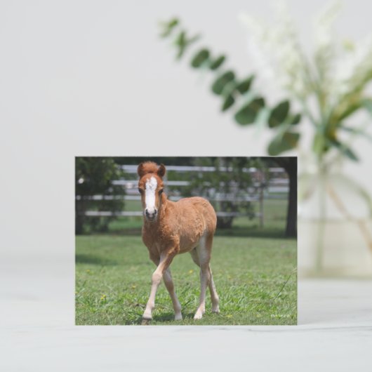 Bob Langrish | Miniatur Pony Foal Walking Postkarte (Stehend Vorderseite)
