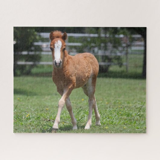 Bob Langrish | Miniatur Pony Foal Walking Puzzle (Horizontal)