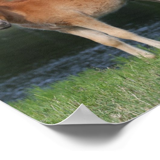 Bob Langrish Miniature Pony Mare und Foal Stehend Poster (Ecke)