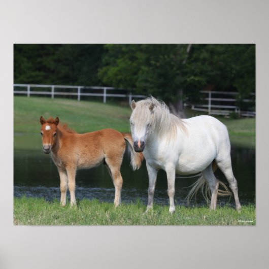 Bob Langrish Miniature Pony Mare und Foal Stehend Poster (Vorne)