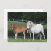 Bob Langrish Miniature Pony Mare und Foal Stehend Postkarte (Vorne/Hinten)