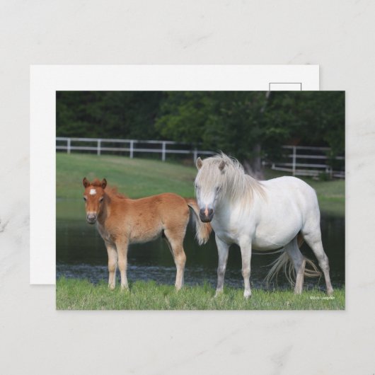 Bob Langrish Miniature Pony Mare und Foal Stehend Postkarte (Vorne/Hinten)