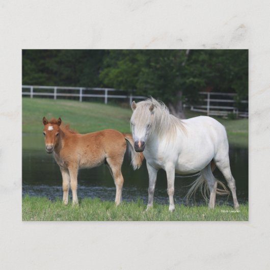 Bob Langrish Miniature Pony Mare und Foal Stehend Postkarte (Vorderseite)