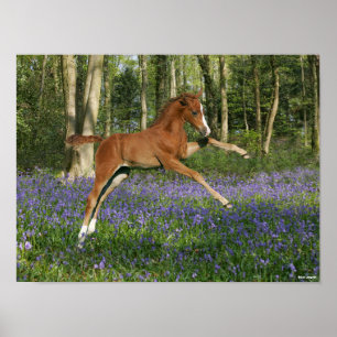 Bob Langrish   Morgan Foal Leaping mit Bluebells Poster