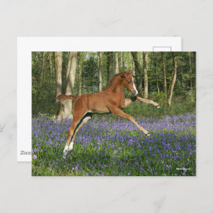 Bob Langrish   Morgan Foal Leaping With Bluebells Postkarte