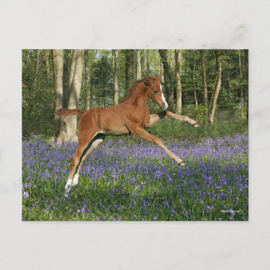 Bob Langrish | Morgan Foal Leaping With Bluebells Postkarte (Vorderseite)