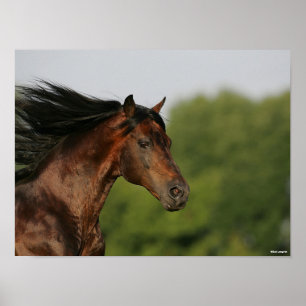 Bob Langrish   Morgan Horse Headshot Mane Poster
