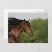 Bob Langrish | Morgan Horse Headshot Mane Postkarte (Vorne/Hinten)