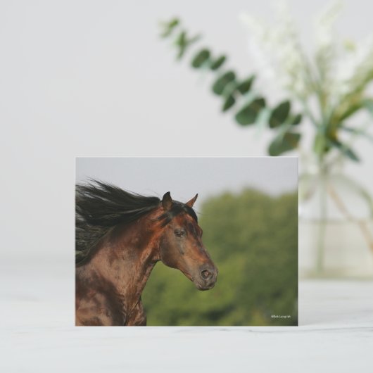 Bob Langrish | Morgan Horse Headshot Mane Postkarte (Stehend Vorderseite)