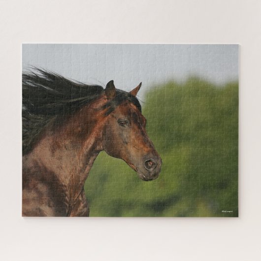 Bob Langrish | Morgan Horse Headshot Mane Puzzle (Horizontal)