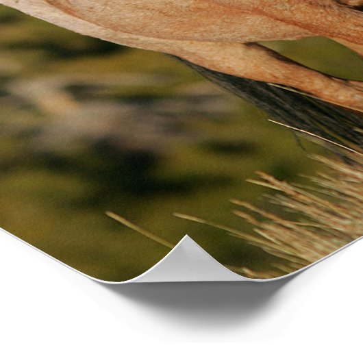 Bob Langrish | Mustang Horse Stehend Poster (Ecke)