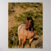 Bob Langrish | Mustang Horse Stehend Poster (Vorne)