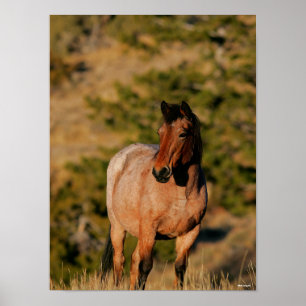 Bob Langrish   Mustang Horse Stehend Poster