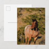 Bob Langrish | Mustang Horse Stehend Postkarte (Vorne/Hinten)