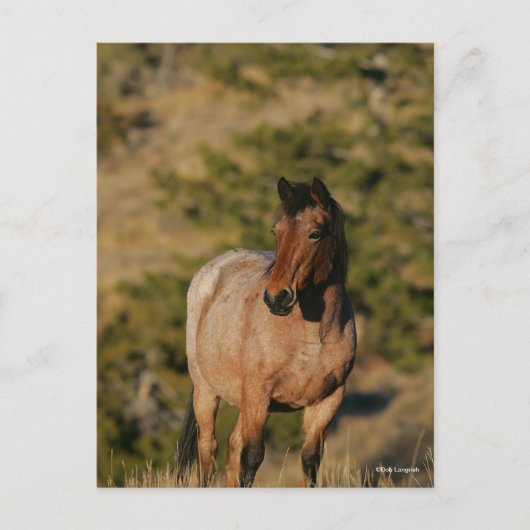 Bob Langrish | Mustang Horse Stehend Postkarte (Vorderseite)