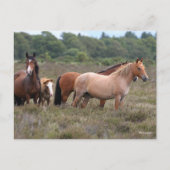 Bob Langrish | Neue Waldschachteln und Fohlen Postkarte (Vorderseite)