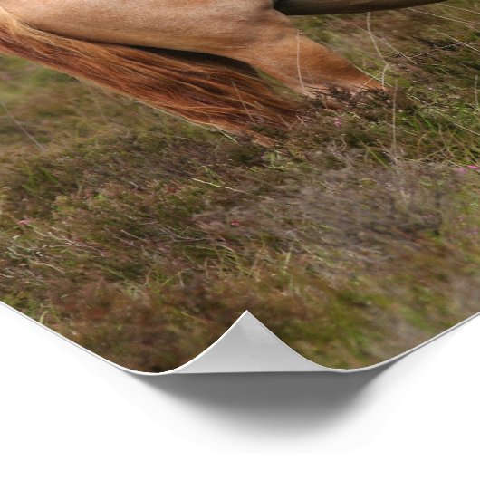 Bob Langrish | Neuer in Scrub Stehender Waldbestan Poster (Ecke)