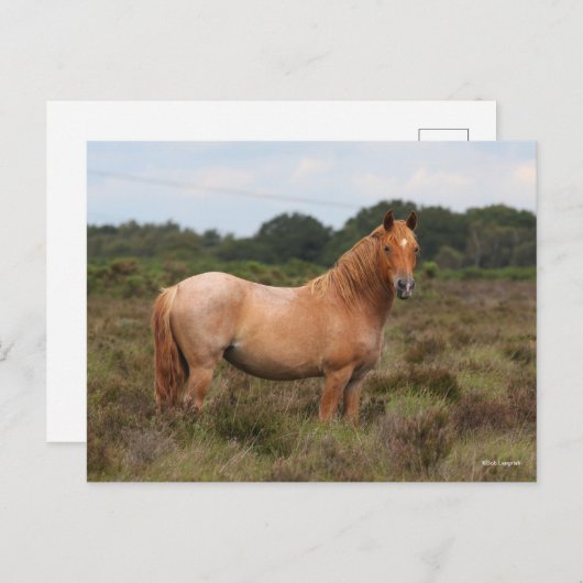 Bob Langrish | Neuer in Scrub Stehender Waldbestan Postkarte (Vorne/Hinten)
