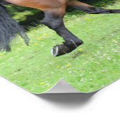 Bob Langrish | New Forest Pony Stallion Poster (Ecke)