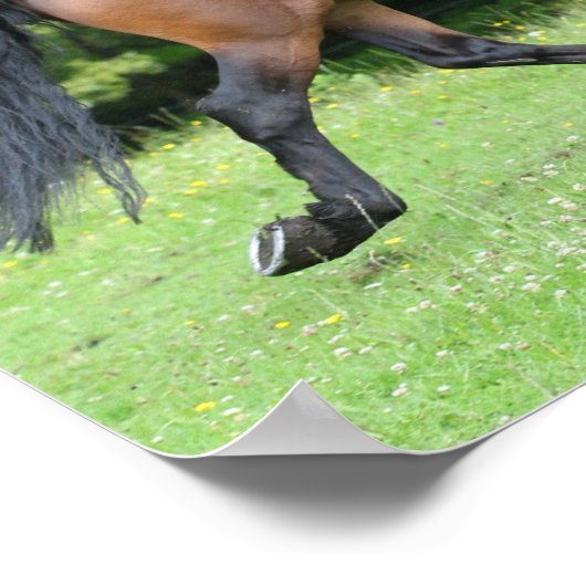 Bob Langrish | New Forest Pony Stallion Poster (Ecke)