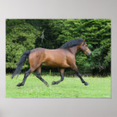 Bob Langrish | New Forest Pony Stallion Poster (Vorne)