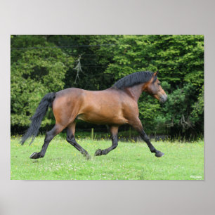 Bob Langrish   New Forest Pony Stallion Poster