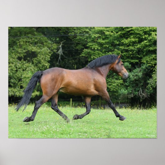 Bob Langrish | New Forest Pony Stallion Poster (Vorne)