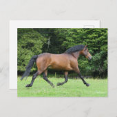 Bob Langrish | New Forest Pony Stallion Postkarte (Vorne/Hinten)