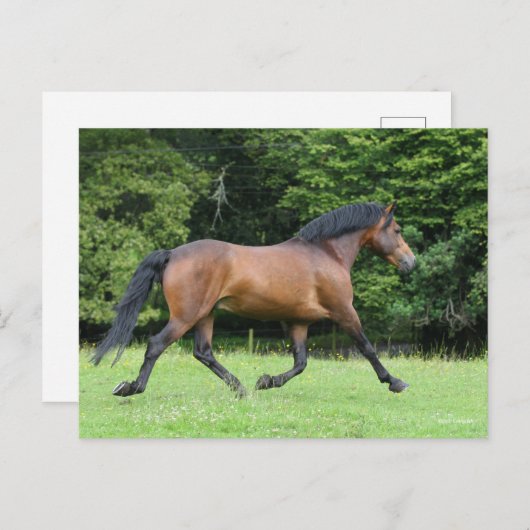 Bob Langrish | New Forest Pony Stallion Postkarte (Vorne/Hinten)