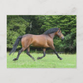 Bob Langrish | New Forest Pony Stallion Postkarte (Vorderseite)