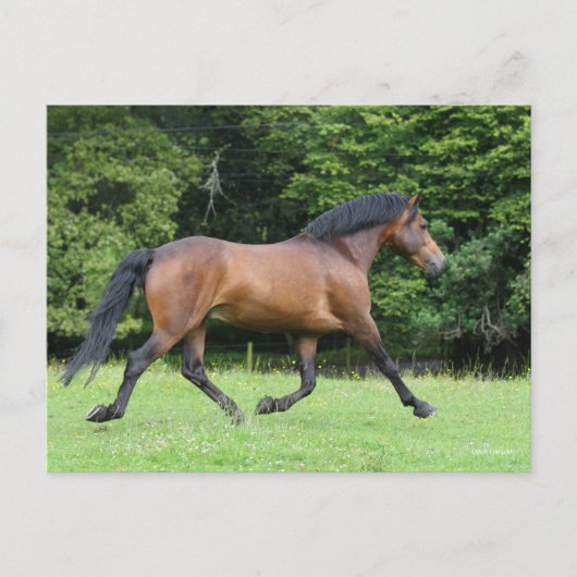 Bob Langrish | New Forest Pony Stallion Postkarte (Vorderseite)