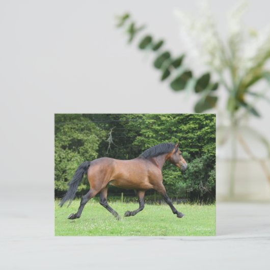 Bob Langrish | New Forest Pony Stallion Postkarte (Stehend Vorderseite)