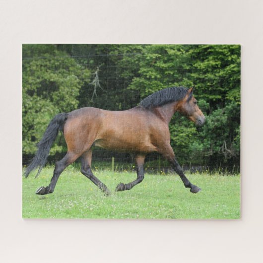 Bob Langrish | New Forest Pony Stallion Puzzle (Horizontal)