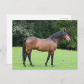 Bob Langrish | New Forest Pony Stehend Postkarte (Vorne/Hinten)