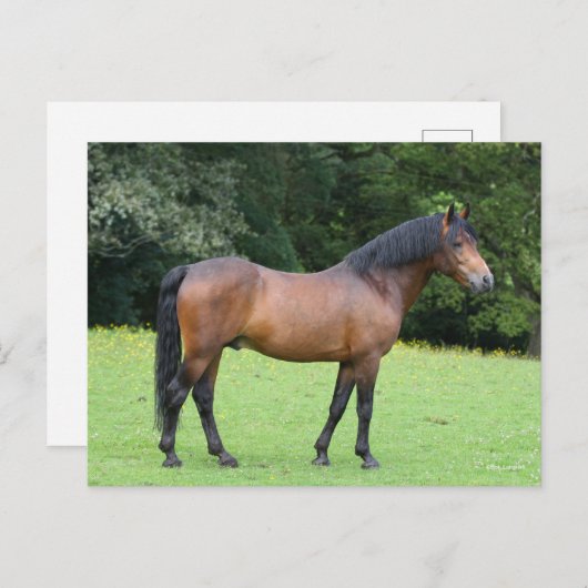 Bob Langrish | New Forest Pony Stehend Postkarte (Vorne/Hinten)
