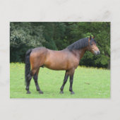 Bob Langrish | New Forest Pony Stehend Postkarte (Vorderseite)