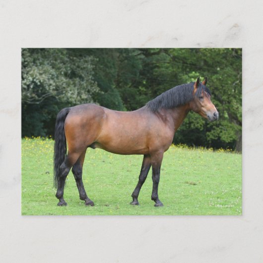 Bob Langrish | New Forest Pony Stehend Postkarte (Vorderseite)