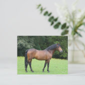 Bob Langrish | New Forest Pony Stehend Postkarte (Stehend Vorderseite)