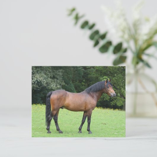 Bob Langrish | New Forest Pony Stehend Postkarte (Stehend Vorderseite)