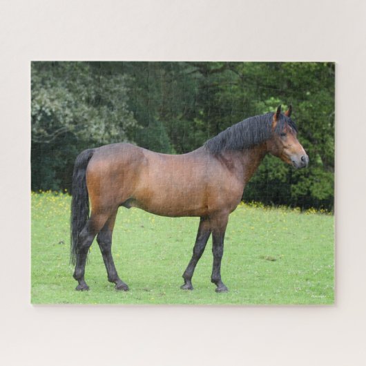 Bob Langrish | New Forest Pony Stehend Puzzle (Horizontal)