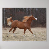 Bob Langrish | Overo Paint Horning Running Poster (Vorne)