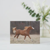 Bob Langrish | Overo Paint Horning Running Postkarte (Stehend Vorderseite)