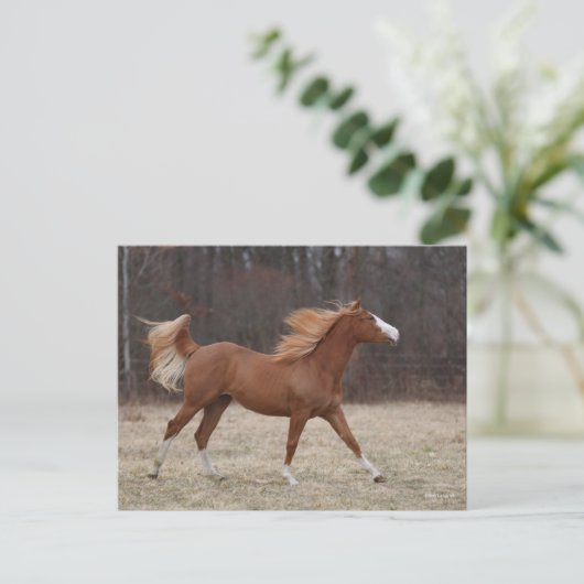 Bob Langrish | Overo Paint Horning Running Postkarte (Stehend Vorderseite)