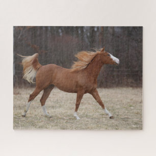 Bob Langrish   Overo Paint Horning Running Puzzle