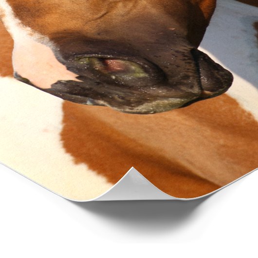 Bob Langrish | Paint Horse Headshot Poster (Ecke)