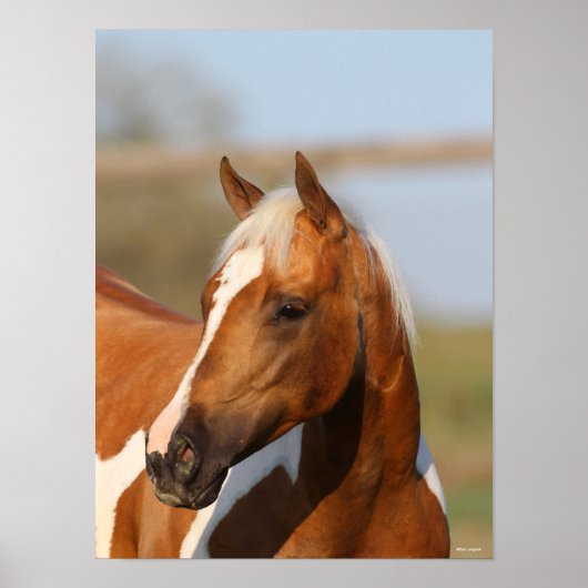 Bob Langrish | Paint Horse Headshot Poster (Vorne)