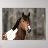 Bob Langrish | Paint Horse Headshot Poster (Vorne)