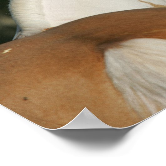 Bob Langrish | Paint Horse Headshot Poster (Ecke)