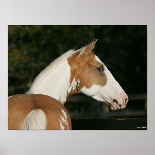 Bob Langrish | Paint Horse Headshot Poster (Vorne)