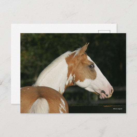 Bob Langrish | Paint Horse Headshot Postkarte (Vorne/Hinten)
